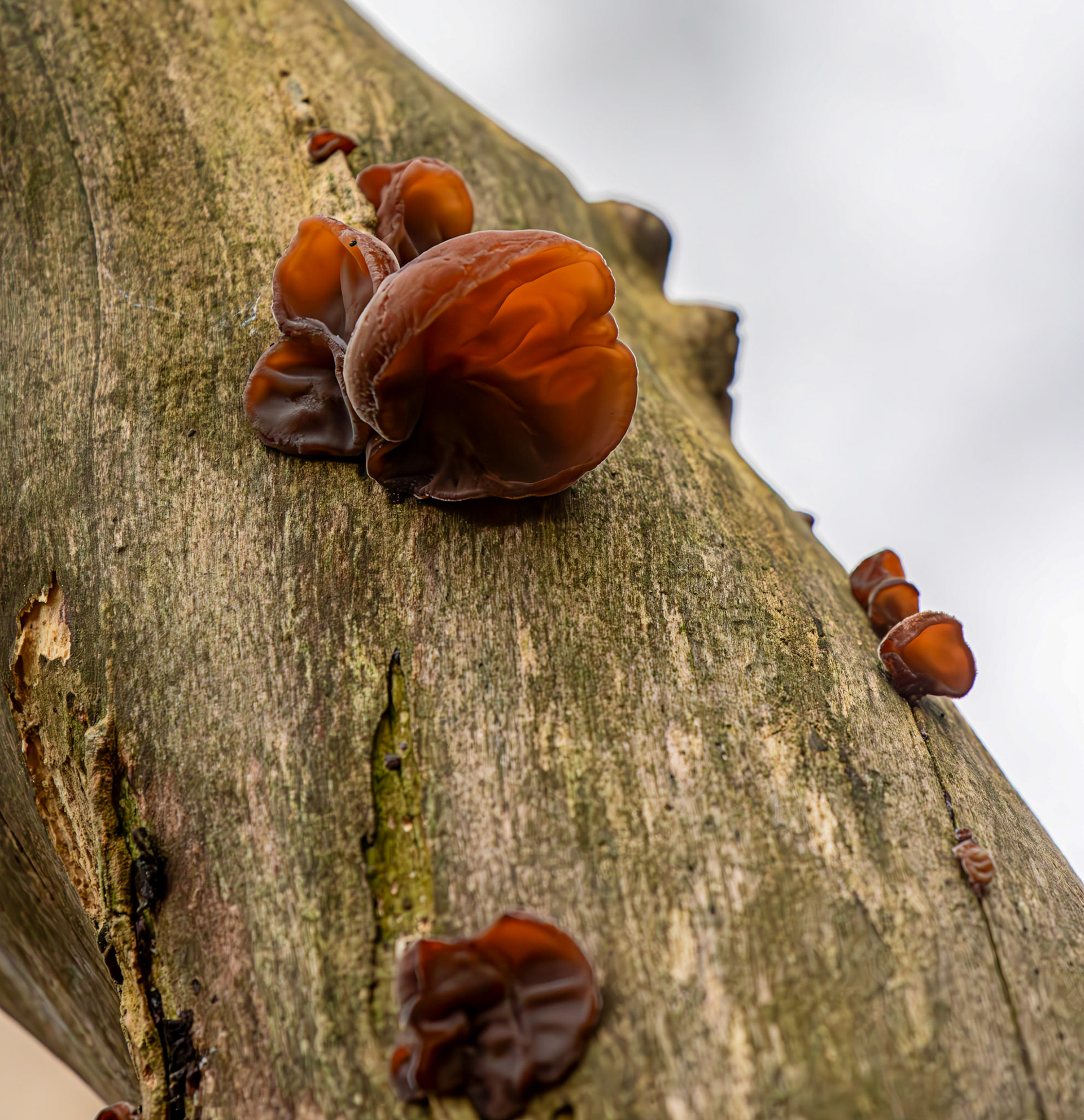 jelly ear or wood ear fungus (Auricularia auricula-judae) - Deans Woods - 07 November 2025