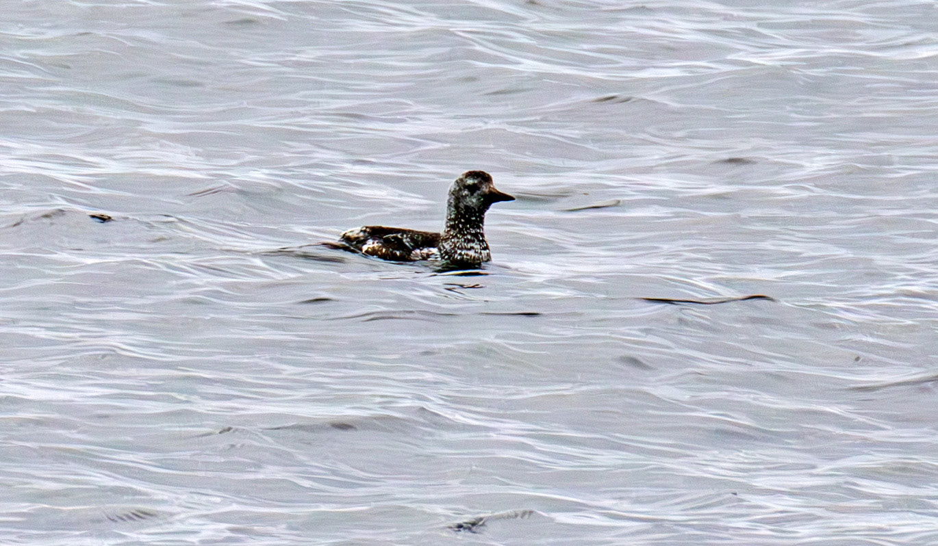 Black Guillemot - John O'Groats 03 May 2026