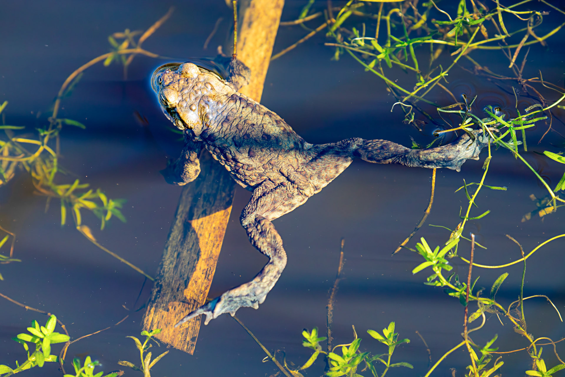Common Toads mating at Black Devon Wetlands 20 March 2026