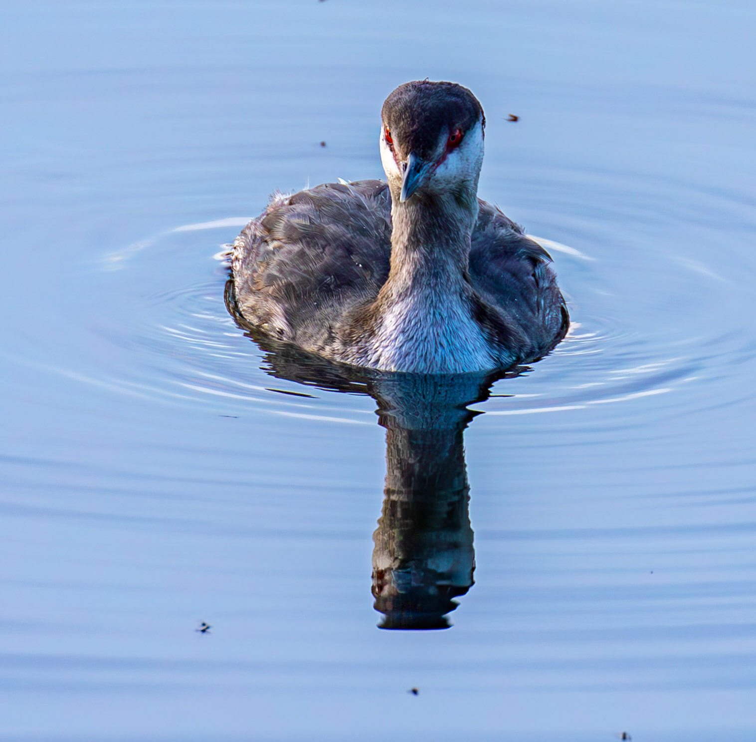 Slavonian Grebe at Linlithgow Loch 18 March 2026
