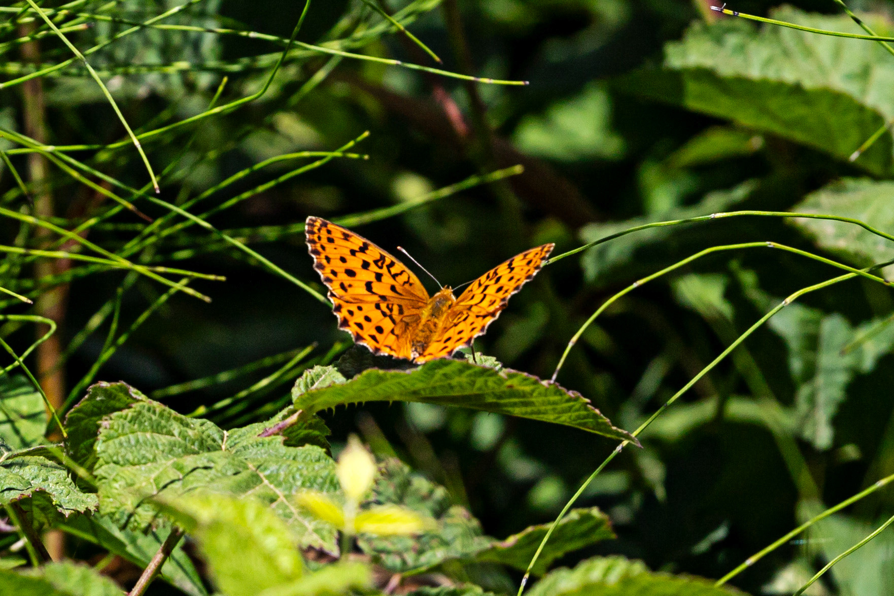 Monteriggioni 22 June 2024