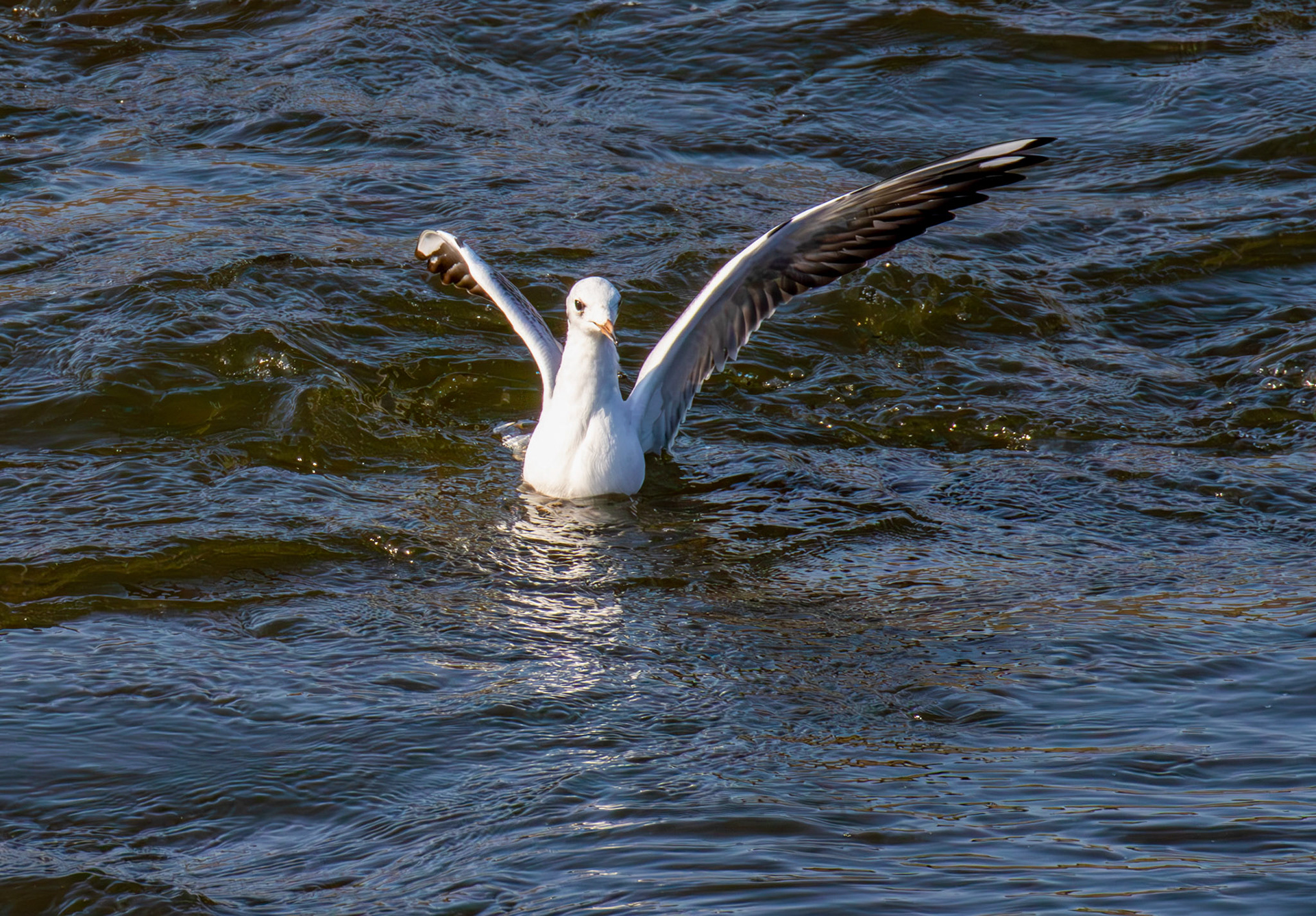 Black-headed Gulls - Leven 06 Sept 2024