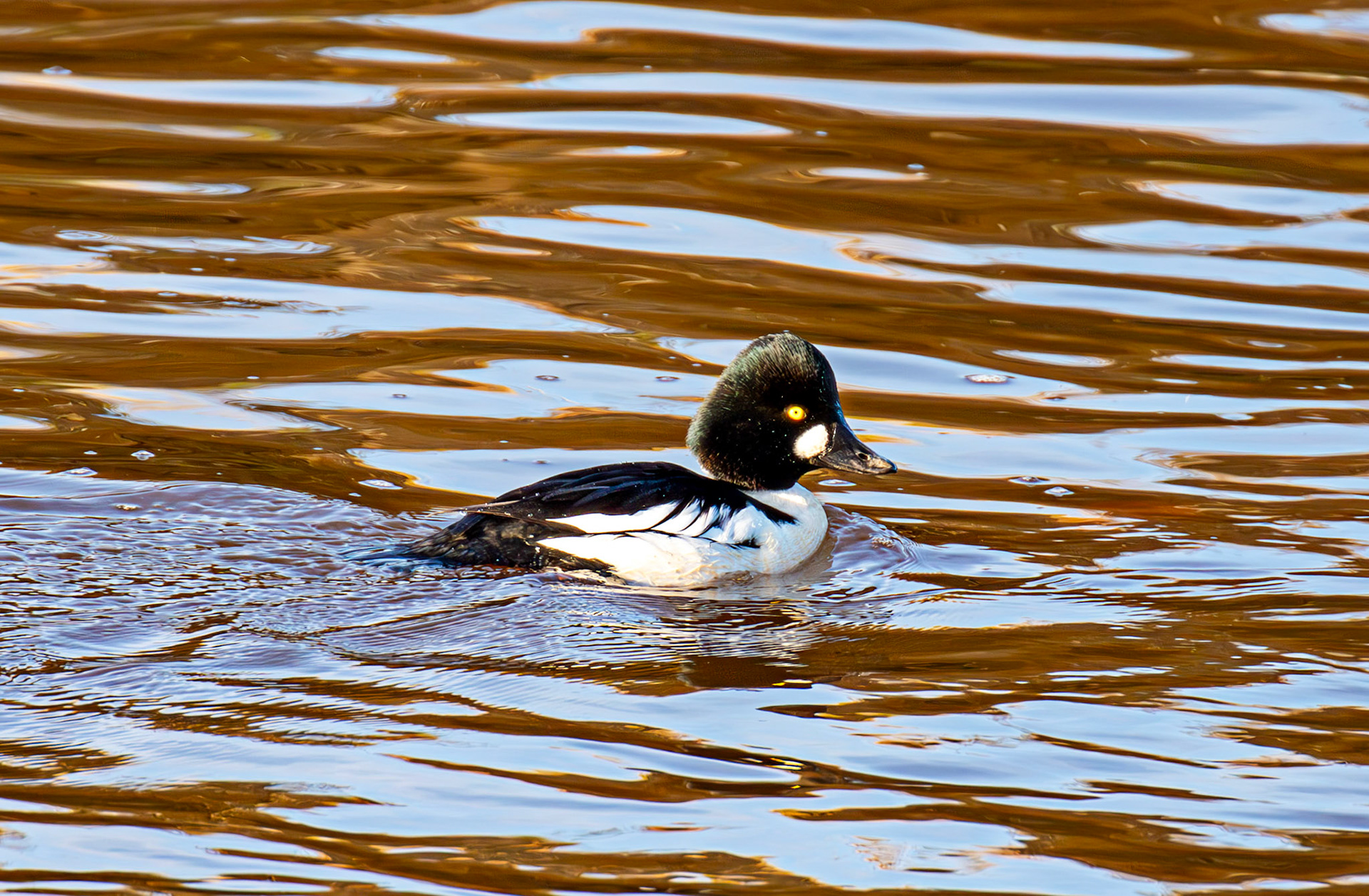 Goldeneye, River Esk Musselburgh 18 November 2024