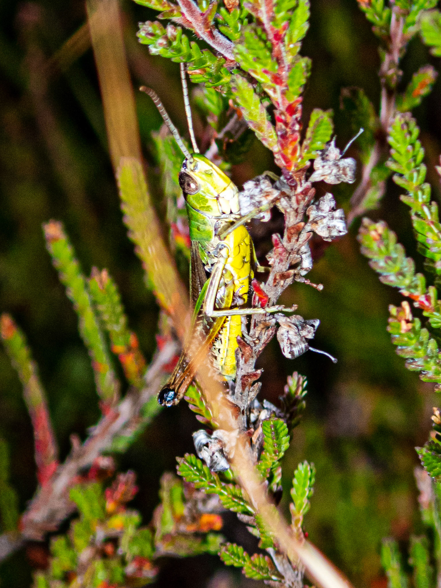 Pig Bush - New Forest 22 July 2022