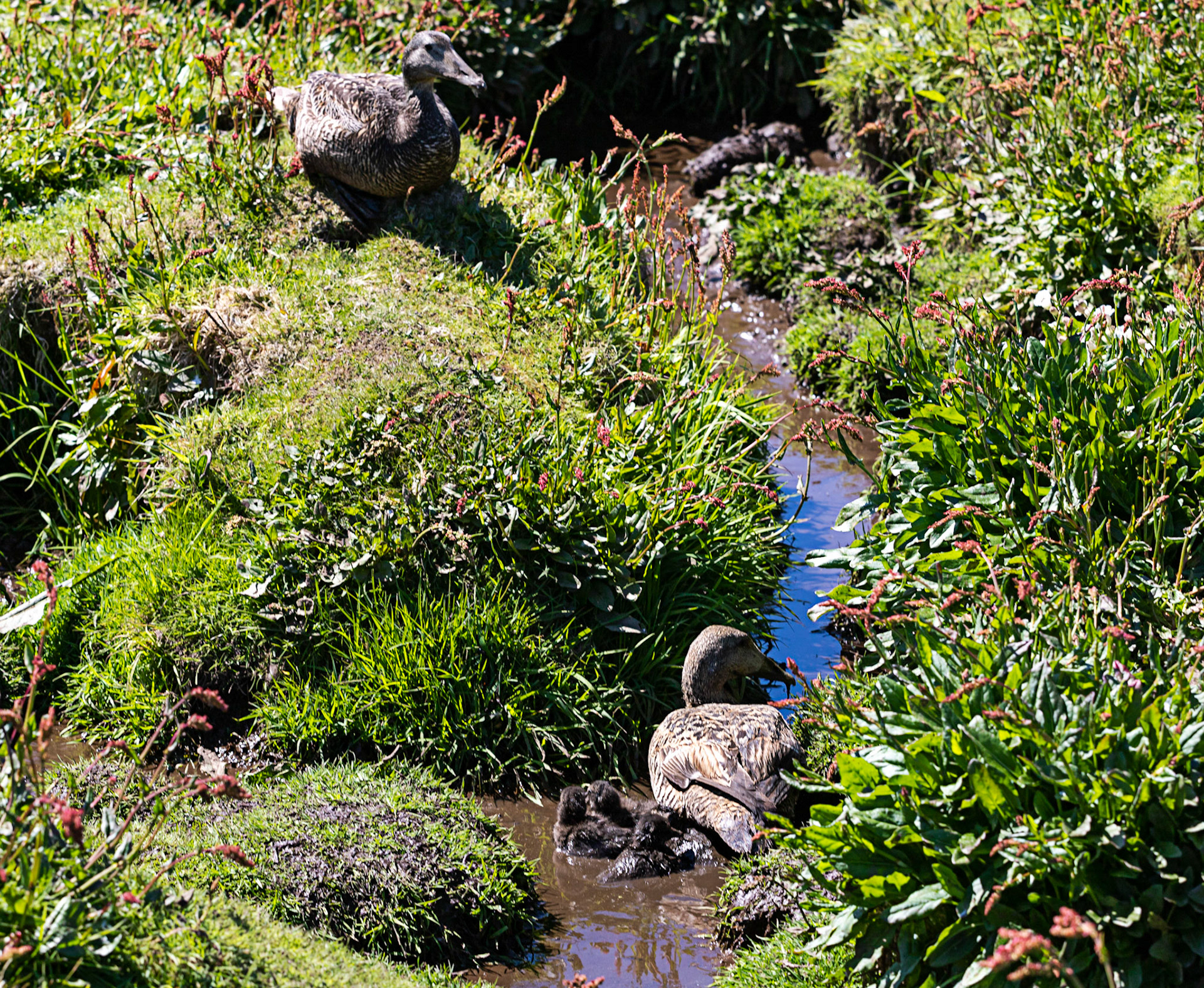 Isle of May - 04 June 2022