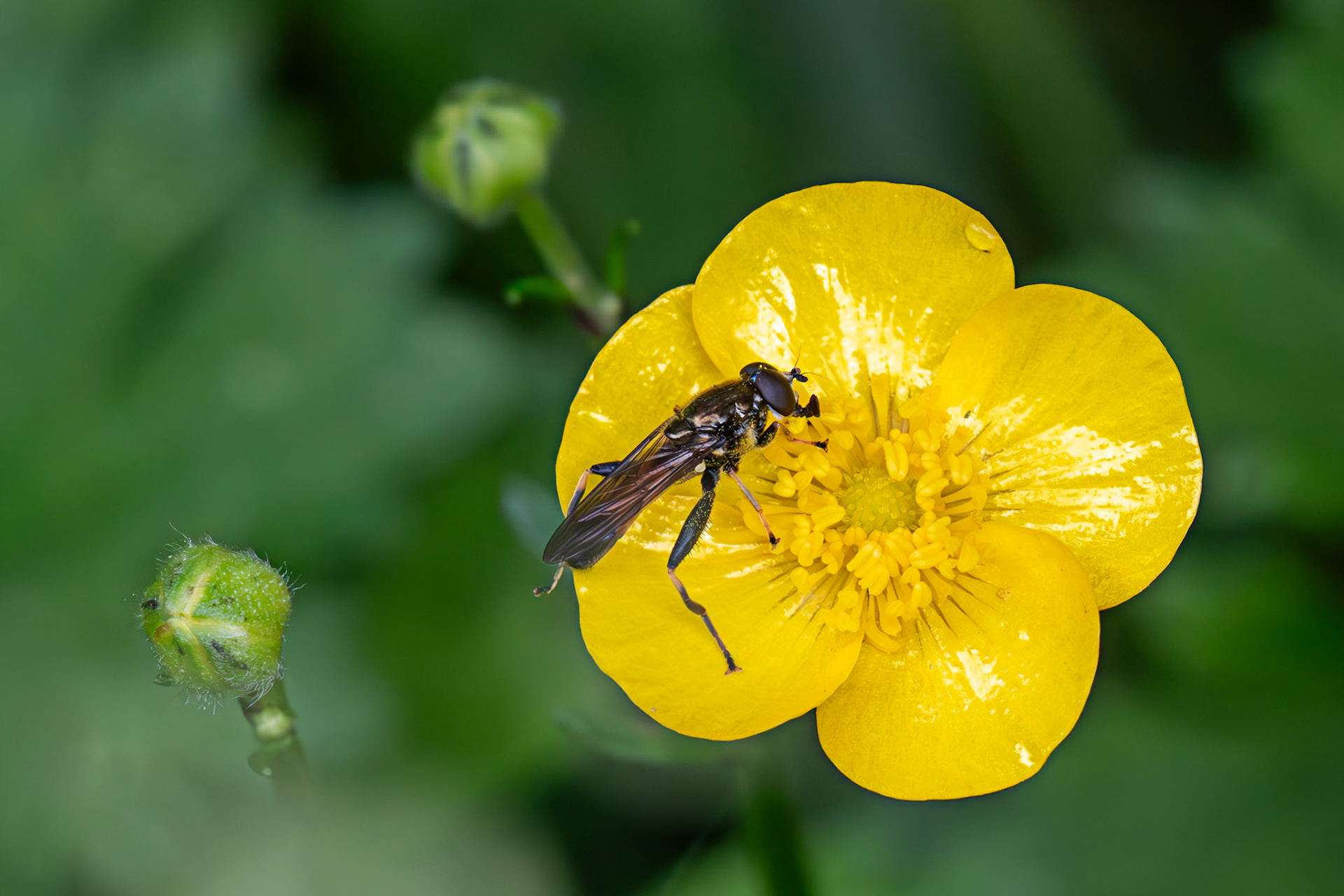 Hoverfly (Xylota segnis) - Gogar Bridge - Leyburn Road 31 May 2025