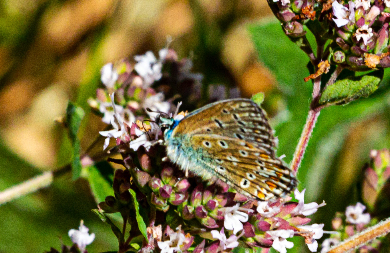 Mottistone IOW 16 July 2022