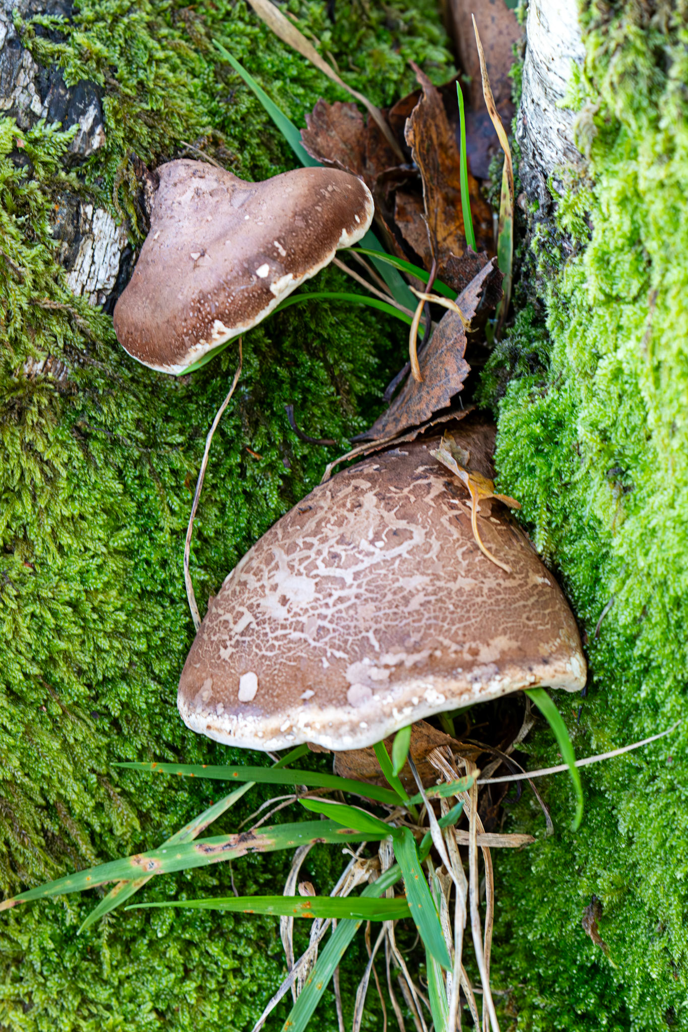 Flanders Moss 12 November 2025