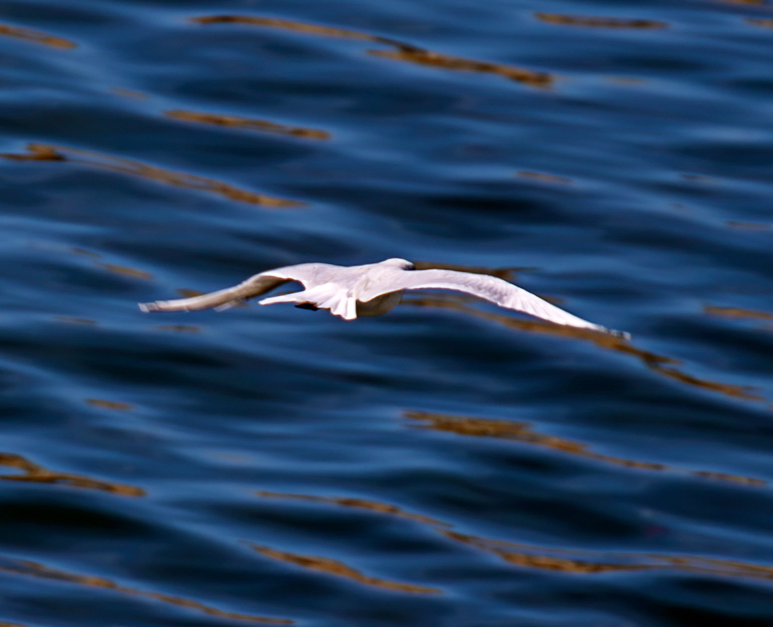 Slender Billed Gull - Porto 27 August 2026