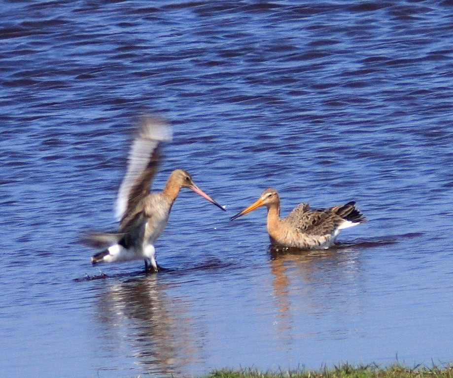 Loch of Strathbeg Please see my other Photographs at: http://www.jamespdeans.co.uk/
