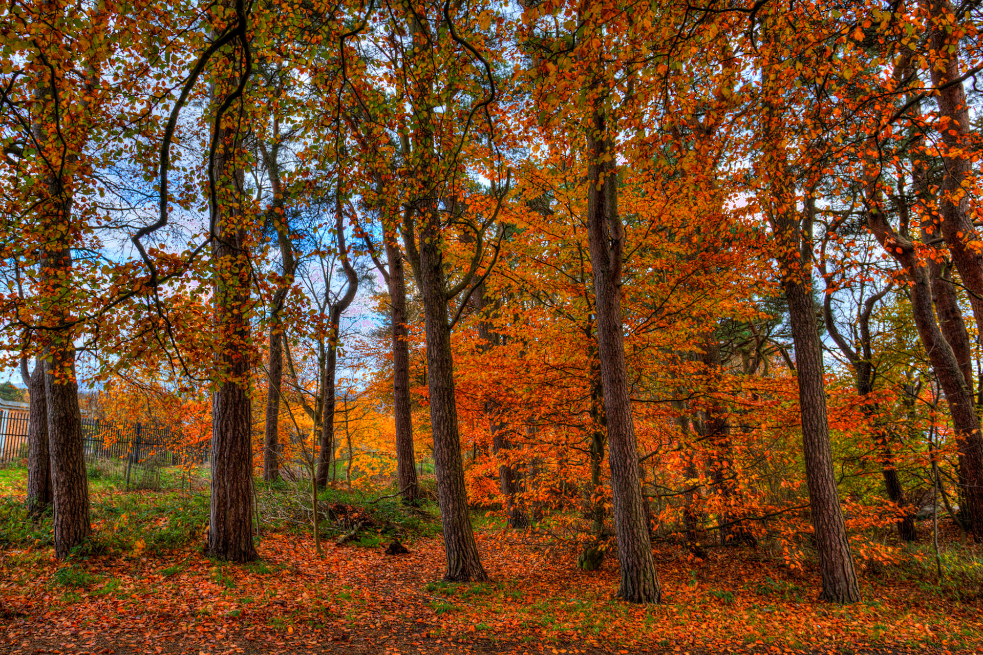 Deans Woods - 07 November 2025