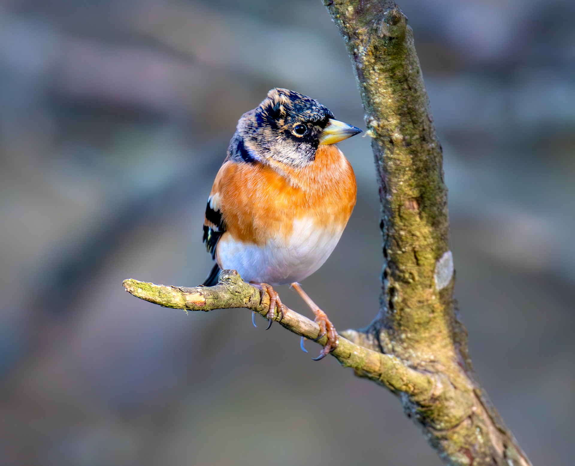 Brambling at Bavelaw 30 January 2025