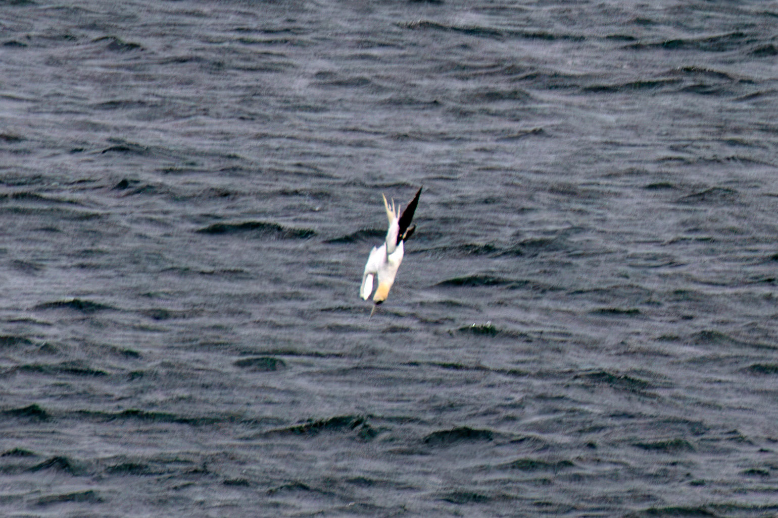 Northern Gannet diving - Tantallon Castle 04 July 2026