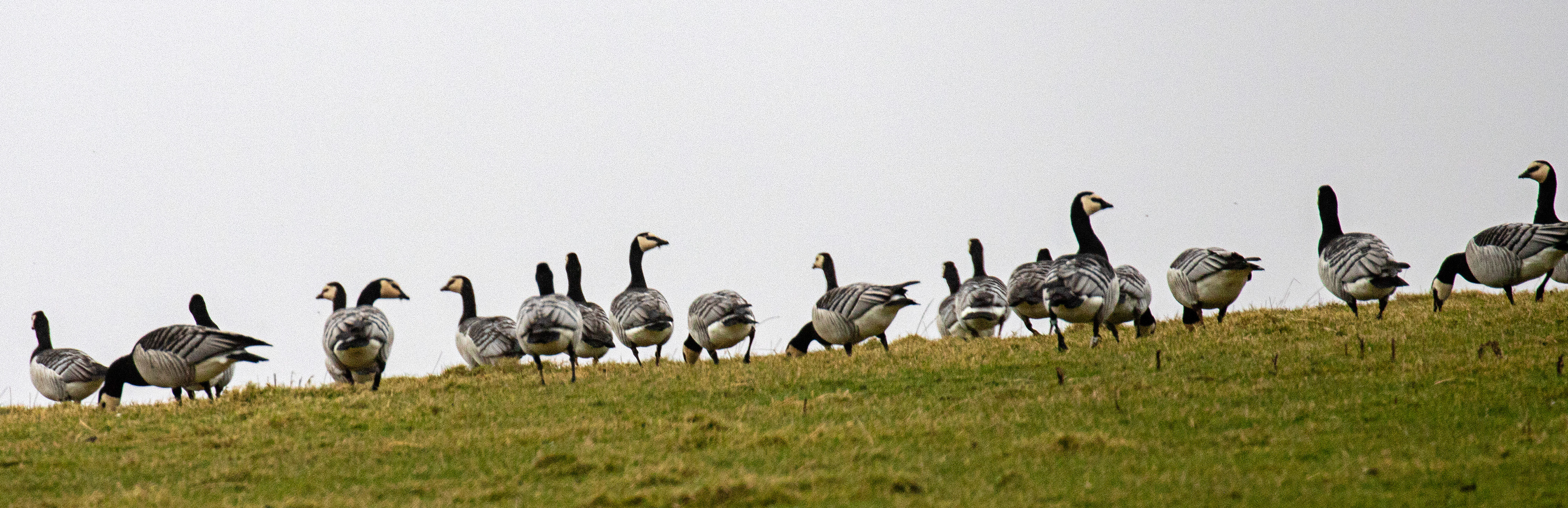 Barnacle Geese: The Island of Islay 03 March 2025