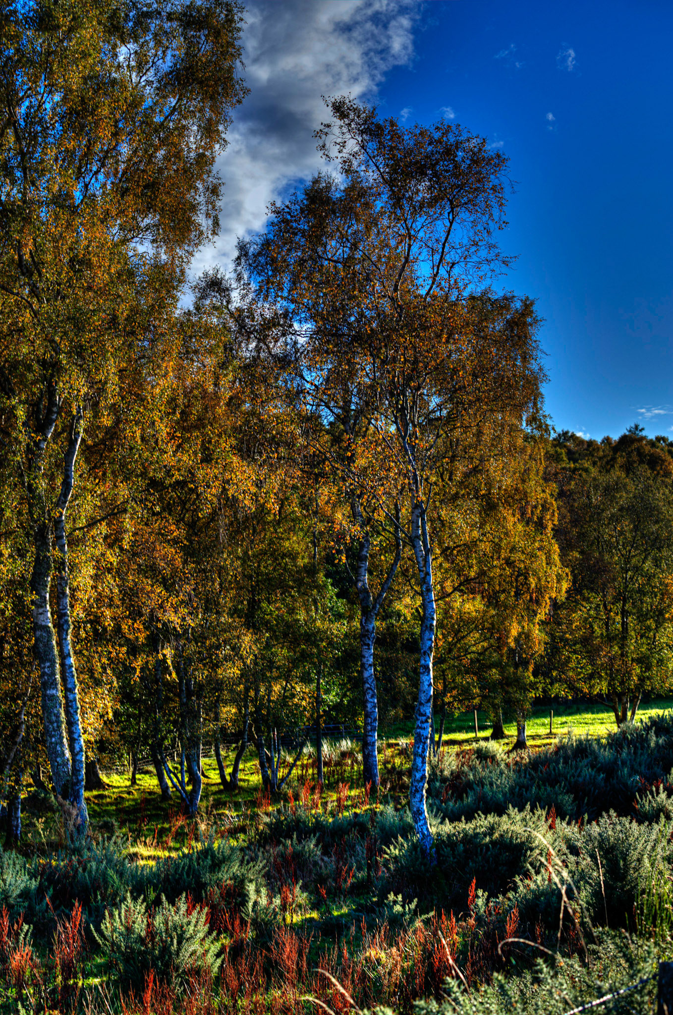 Autumn in Aberdeenshire 14 to 16 October 2022