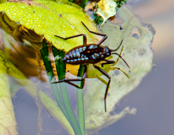 water cricket (Velia caprai) Old Alresford 25 July 2025