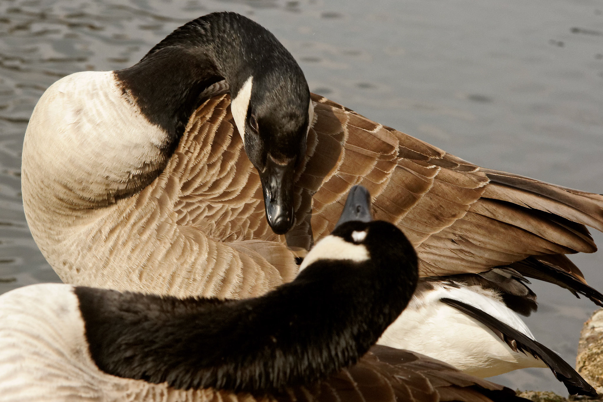 LondonPlease see my other Photographs at: http://www.jamespdeans.co.uk/