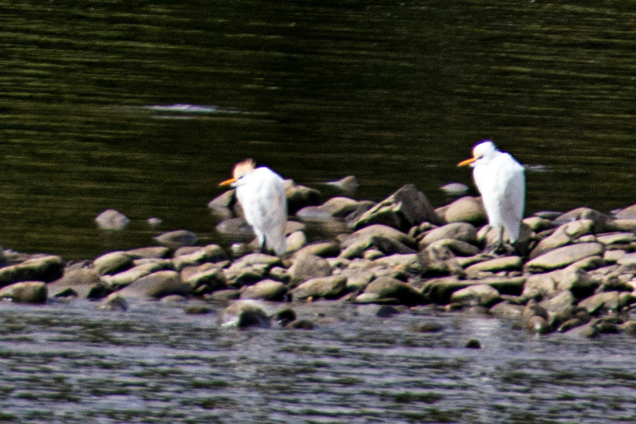 Cattle Egret - Peso da Régua 25 August 2026