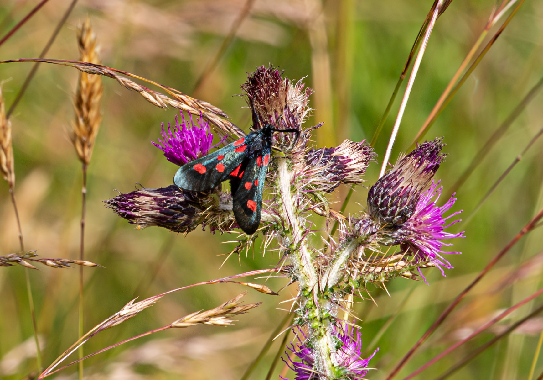 Herperrig Insects 23 July 2024