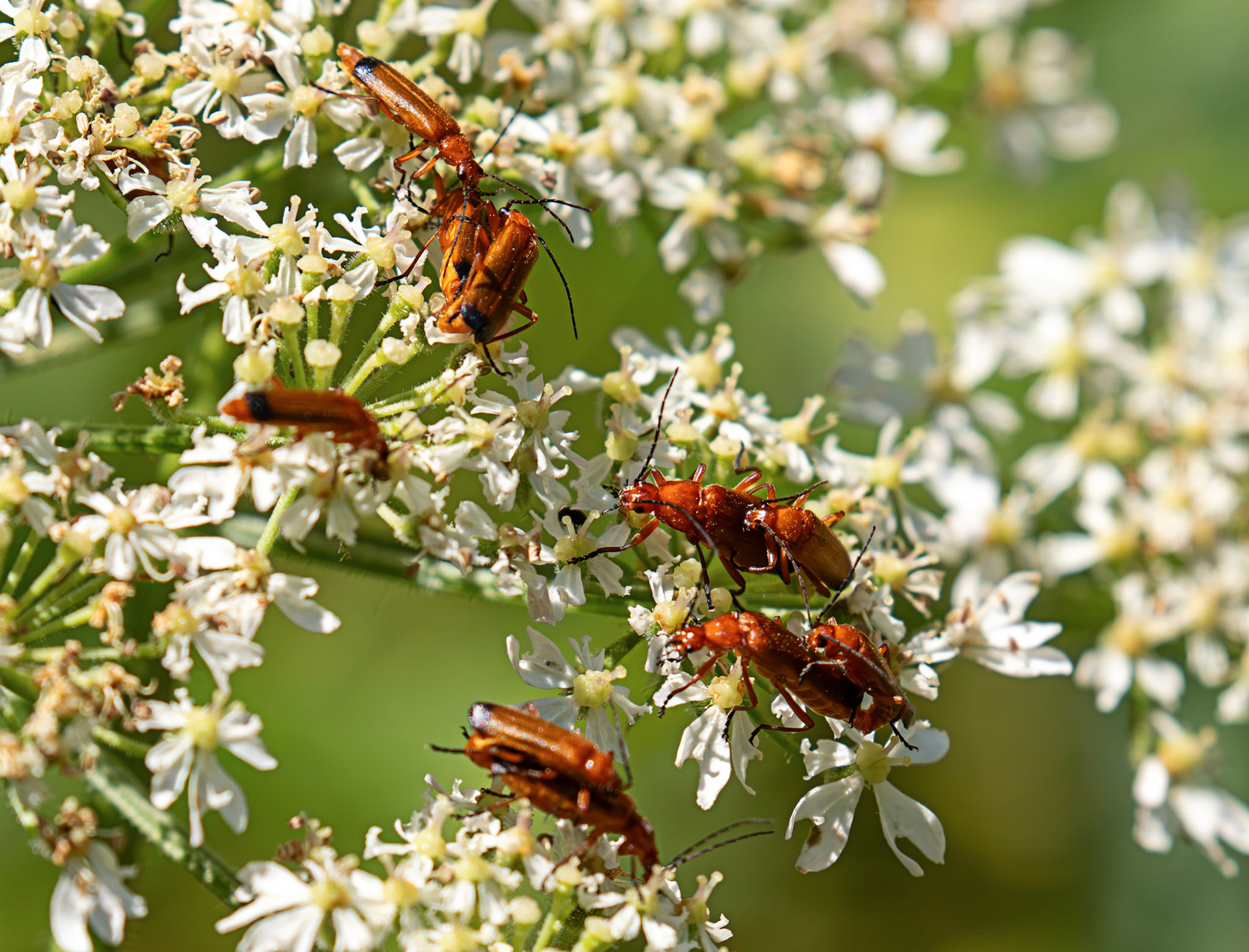 Soldier Beetles - Howden Walled Garden 15 July 2026