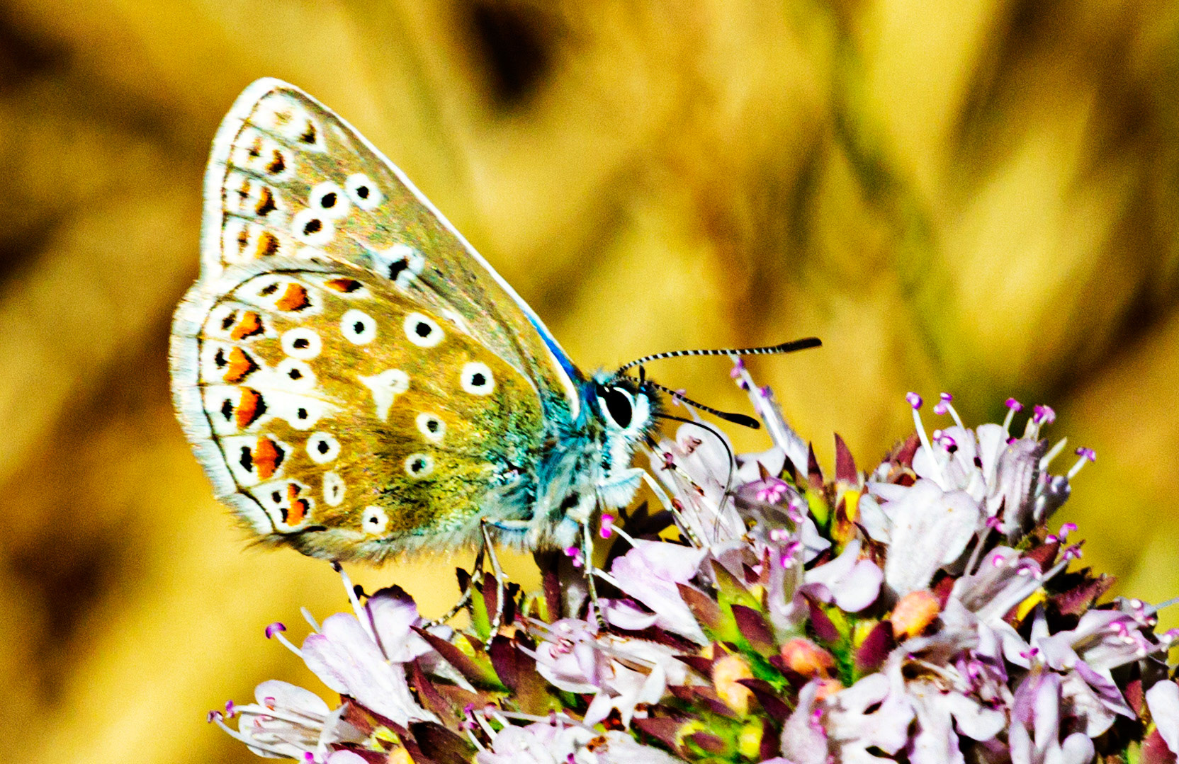 Mottistone IOW 16 July 2022