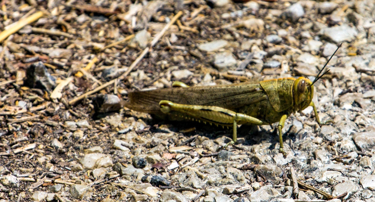 Striped Eye is fairly distinctive in the Egyptian Grasshopper (Anacridium aeguptium)