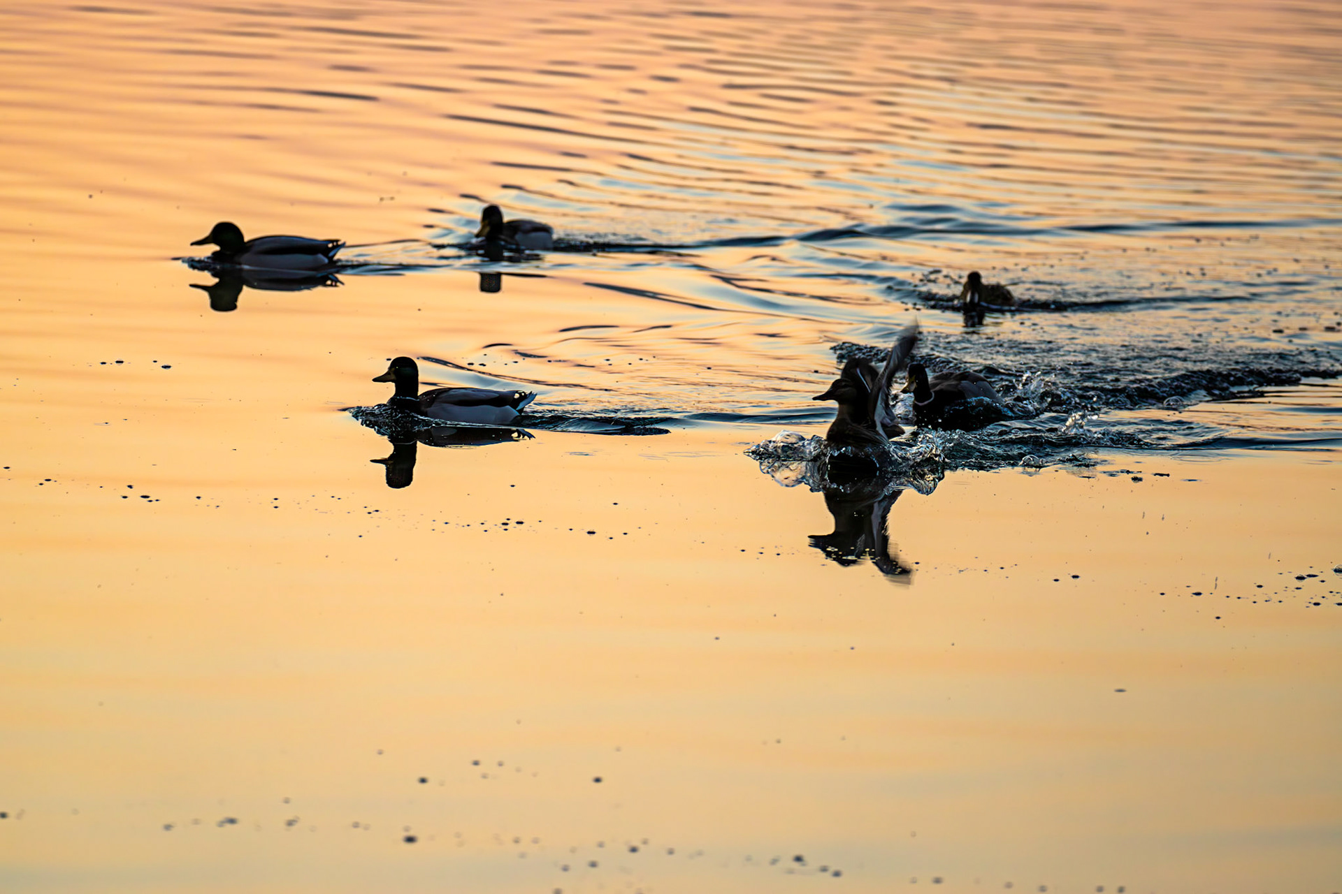 Mallard at Sunrise - Hogganfield Loch 19 March 2025
