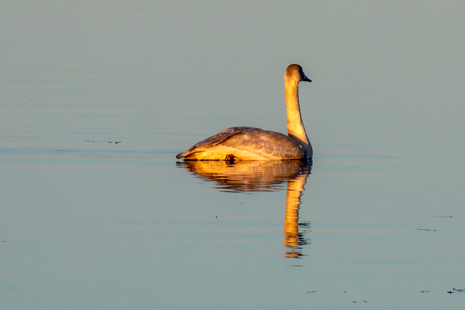 Mute Swan at Harperrig 14 October 2024