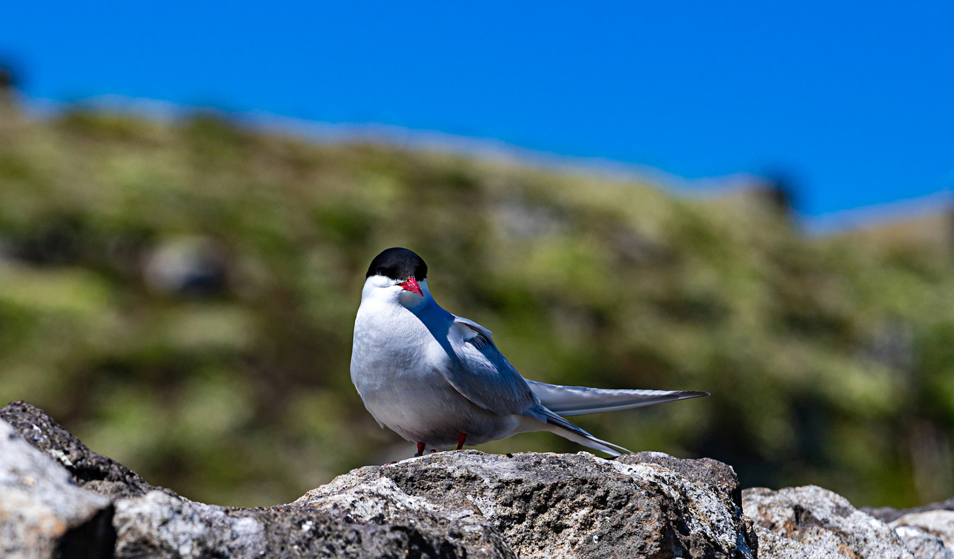 Isle of May - 04 June 2022