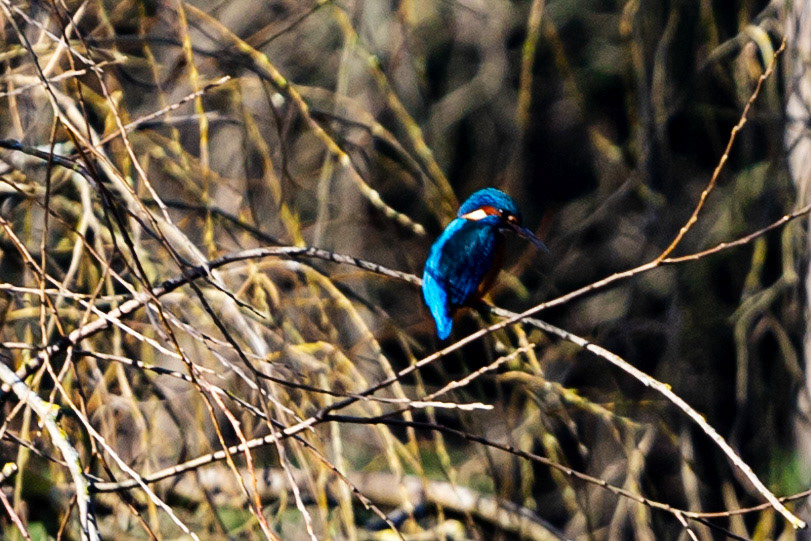 Common Kingfisher at Edinburgh Botanics 11 March 2023