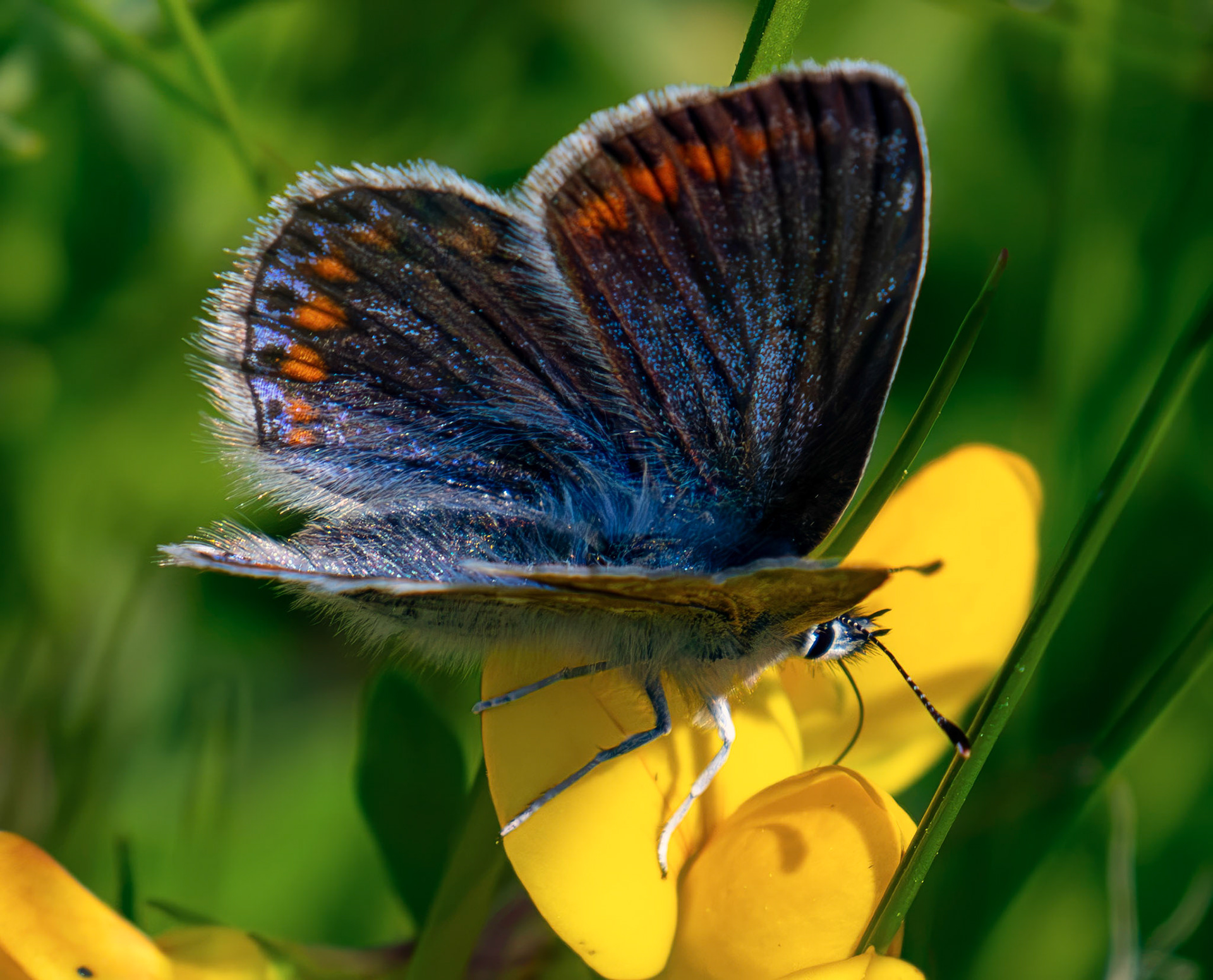 Female Common Blue - Harperrig Reservoir 17 July 2026