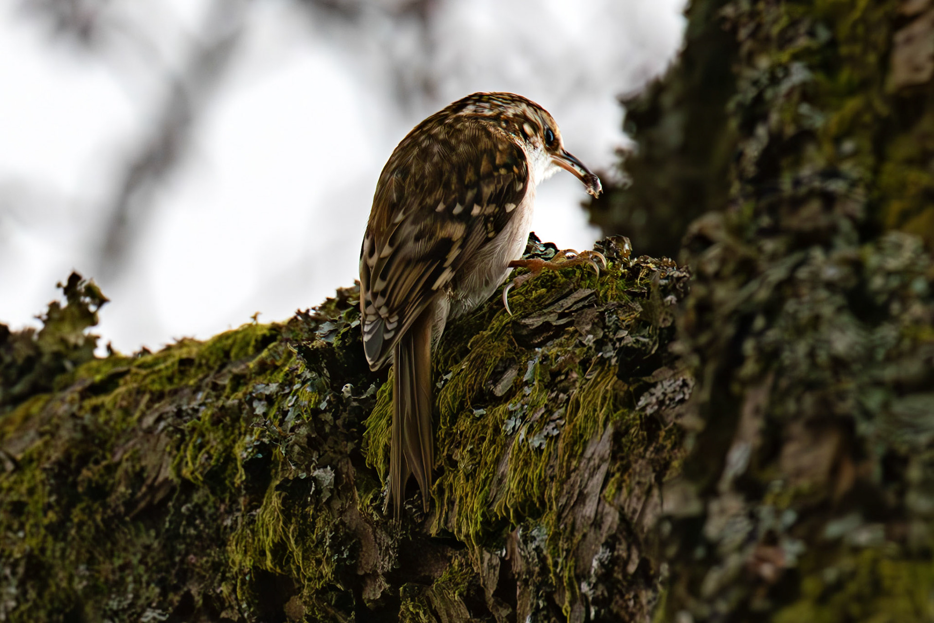 Treecreeper, Loch Venachar 28 February 2026