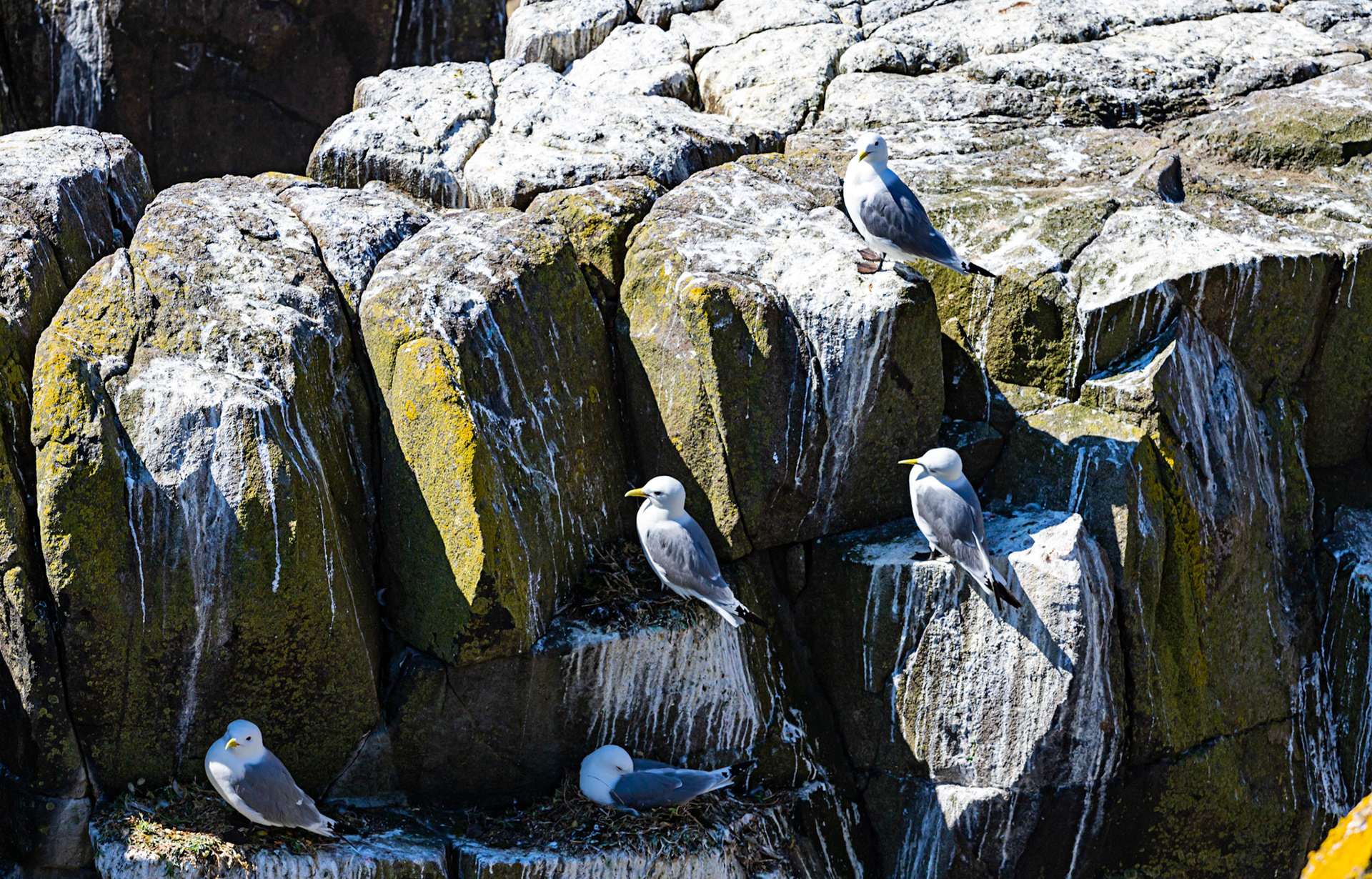 Isle of May - 04 June 2022