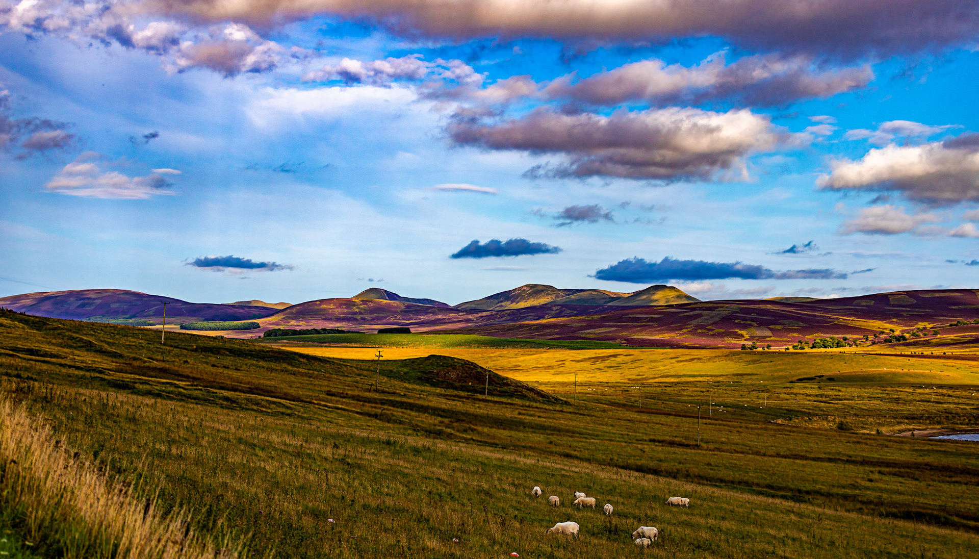 Pentland Hills near Harperrig Reservoir 18 Aug 2021 Please see my other photos at JamesPDeans.co.uk