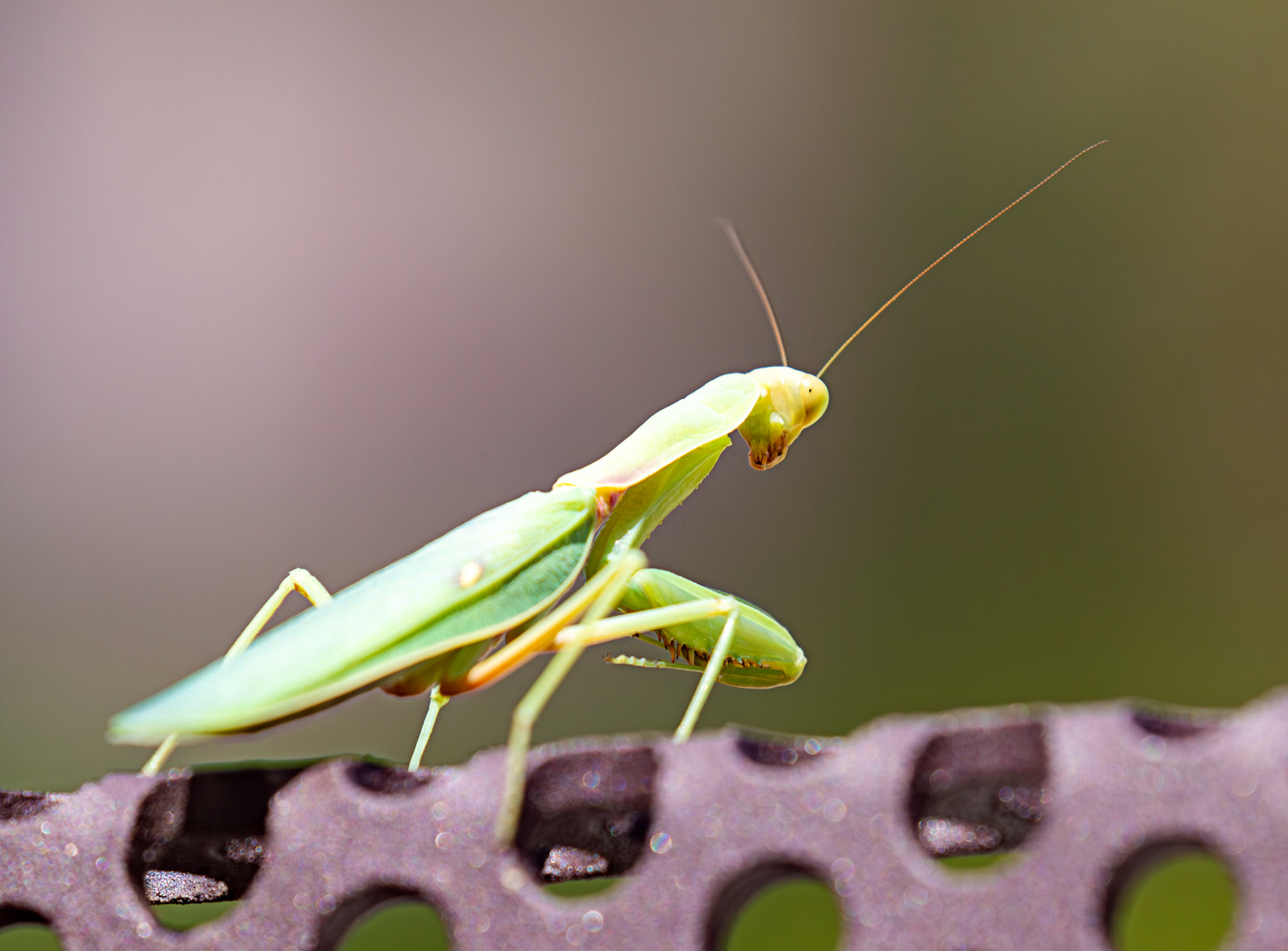 Giant Asian Mantis (Hierodula tenuidentata) La Spezia 05 Sept 2025