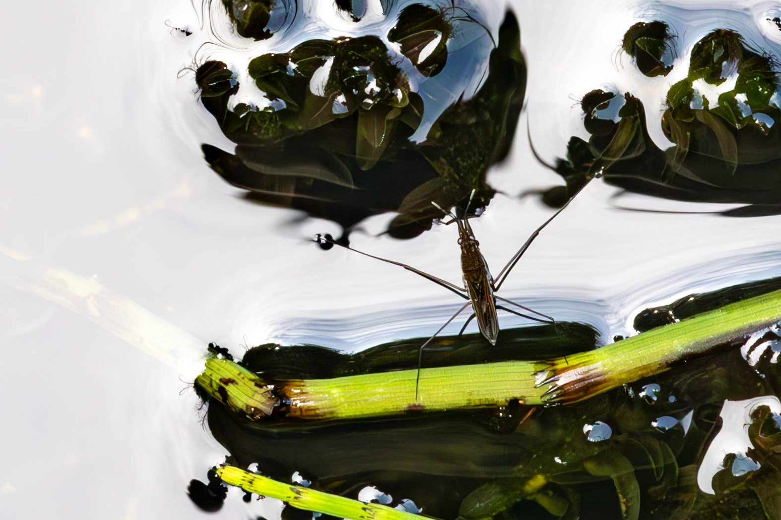 RSPB Loch Lomond 03 August 2024