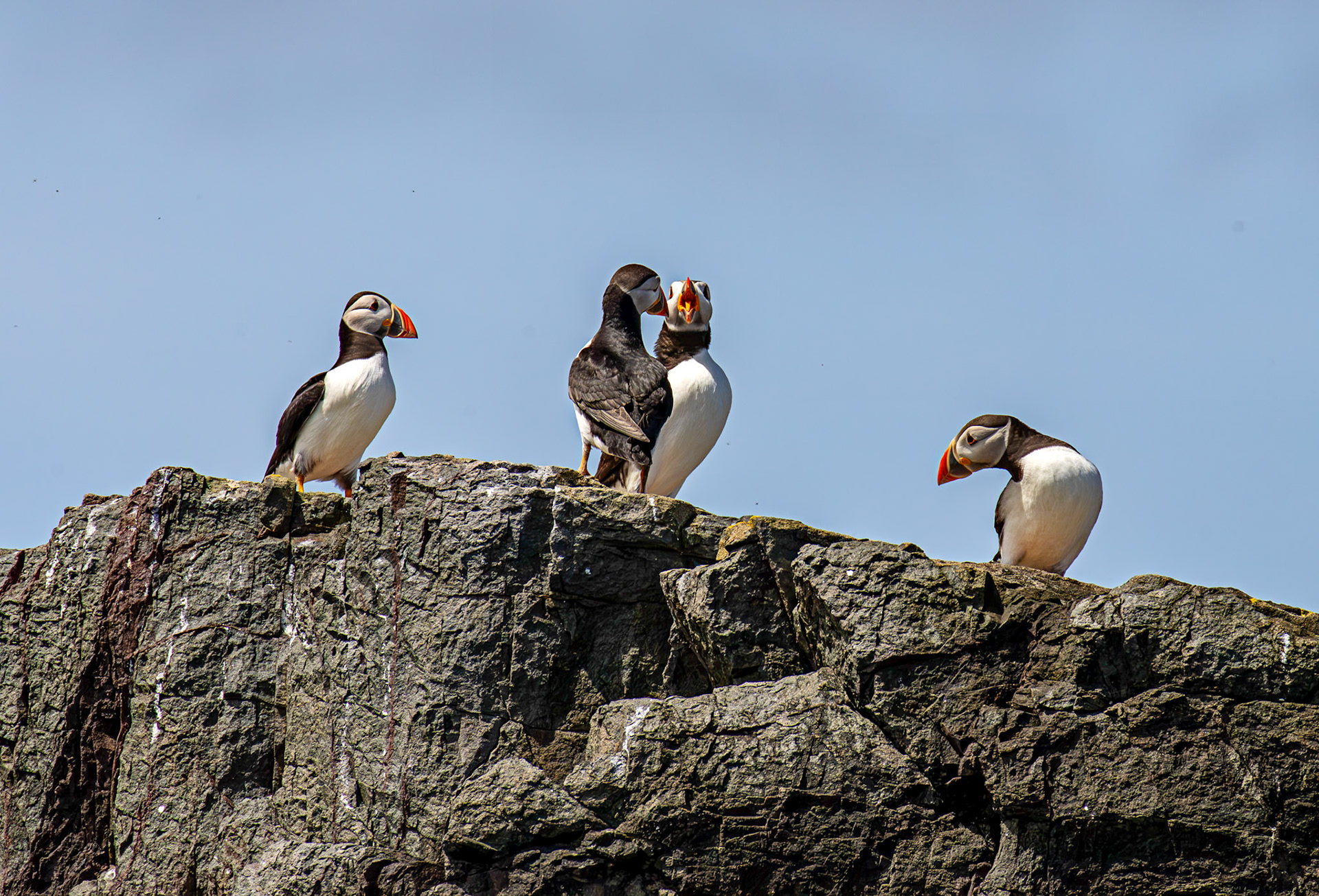Puffins - Farne Islands 03 July 2026