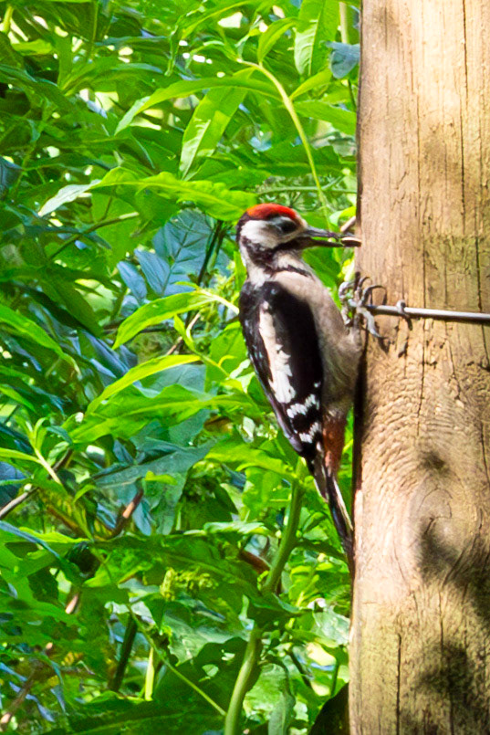Hermand Birch Wood 31 July 2024