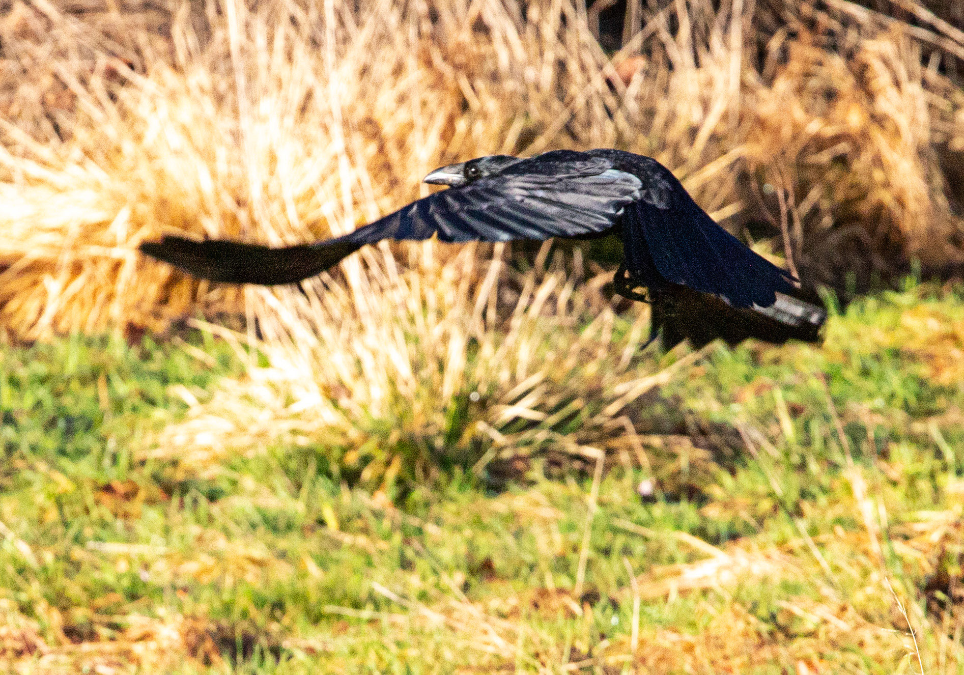 Carrion Crow - Livingston 01 January 2024