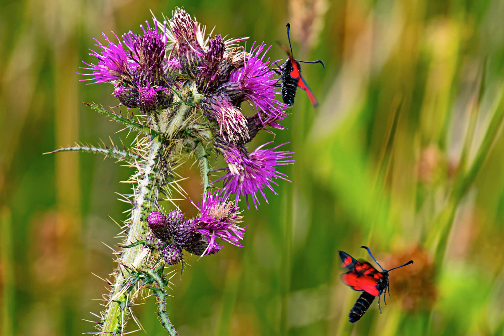 Six-spot burnet moth (Zygaena filipendulae) - Harperrig 14 July 2026