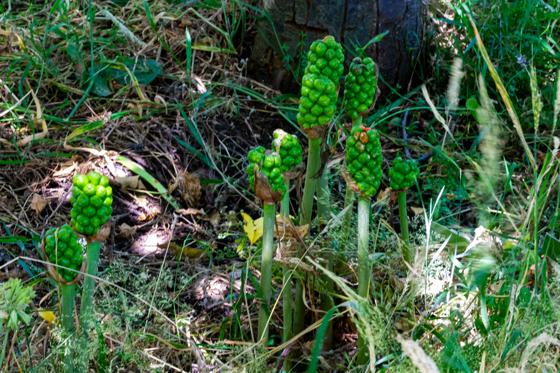 Mottistone IOW 16 July 2022