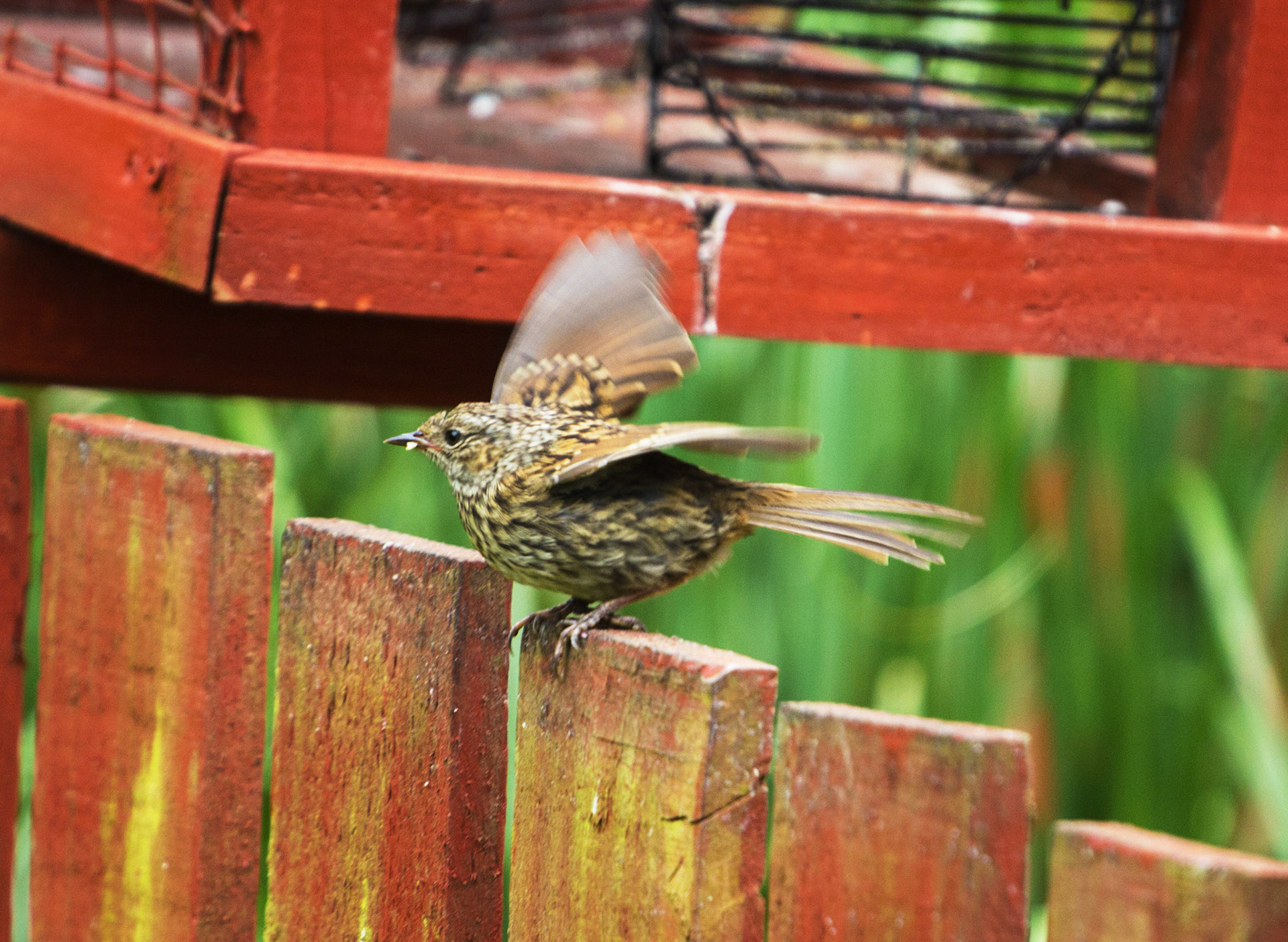 DunnockPlease see my other Photographs at: http://www.jamespdeans.co.uk/