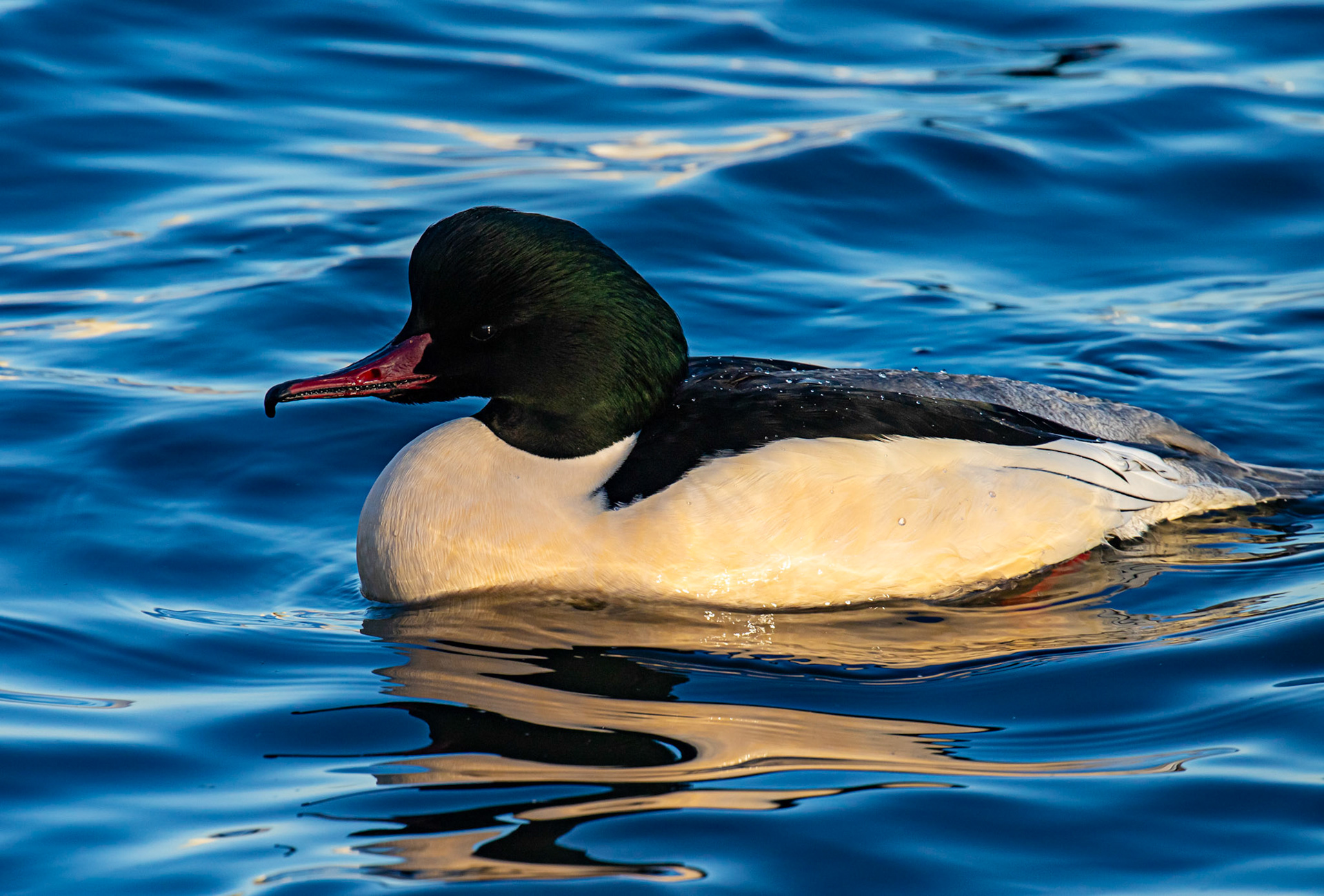 Goosander at Hogganfield Loch 10 January 2025