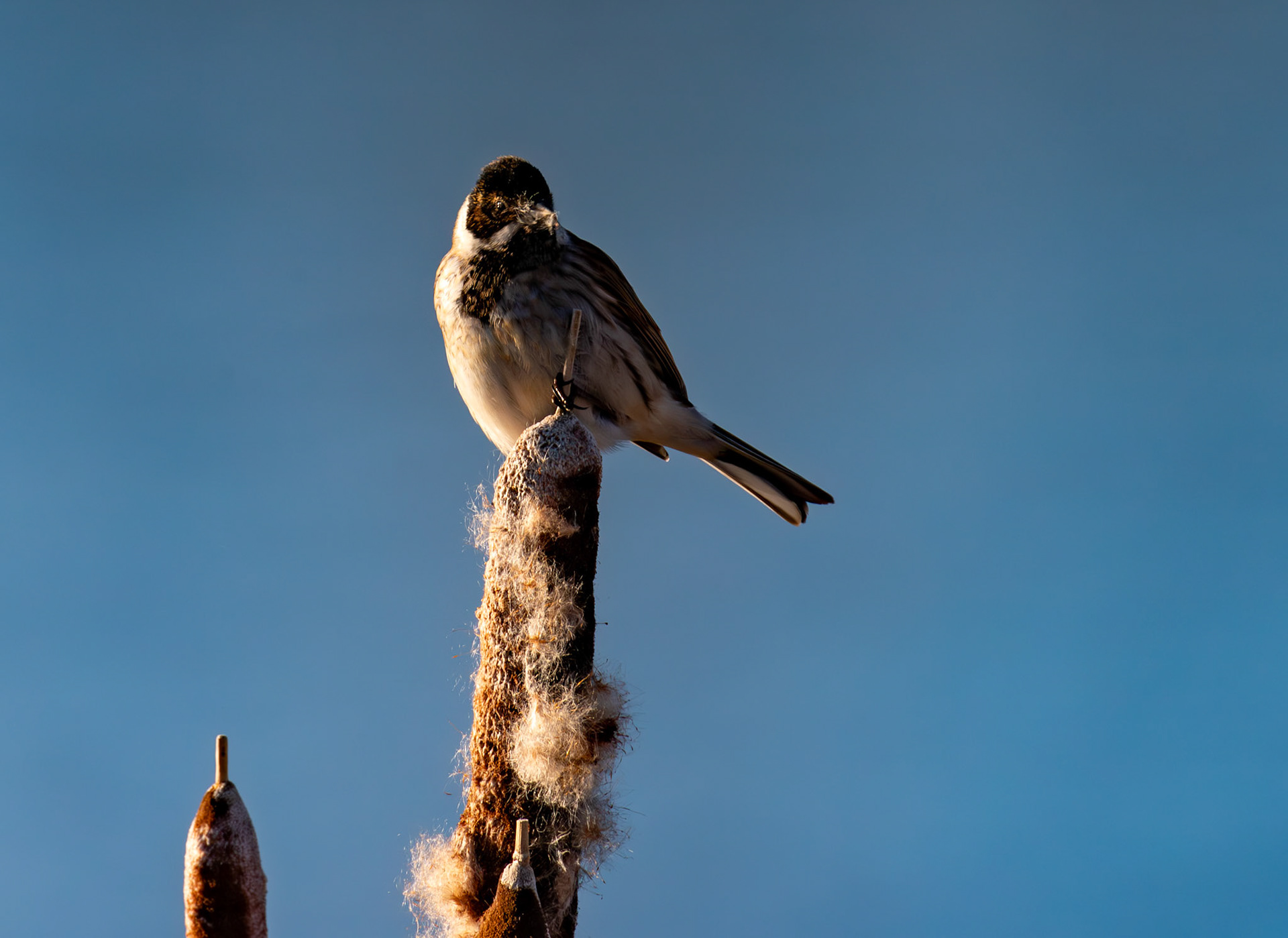 Reed Bunting on Reeds at Letham Pools 08 January 2025