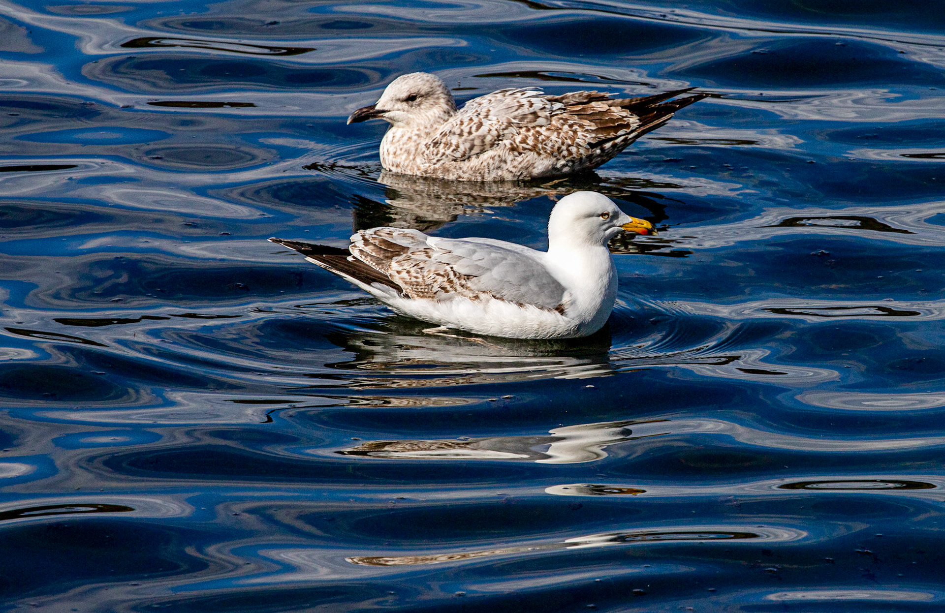 Linlithgow Loch 26 April 2024