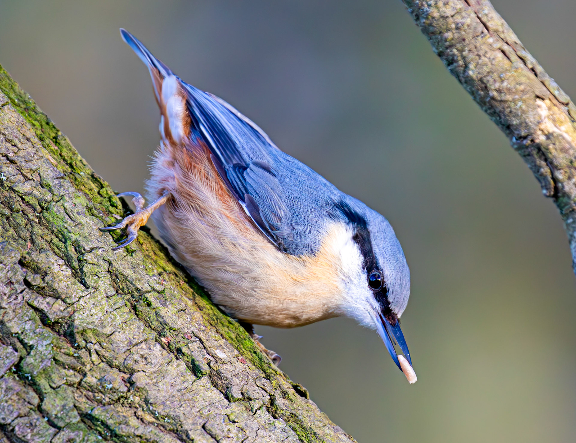 Nuthatch at Bavelaw 30 January 2025