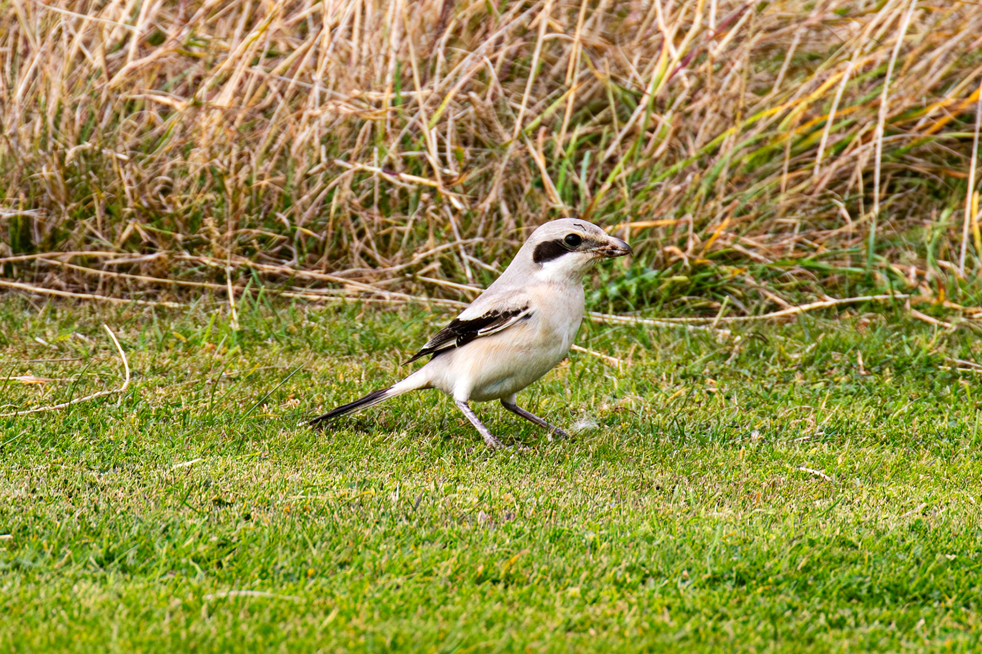 Steppe Grey Shrike in Dunbar 14 Sept 2024