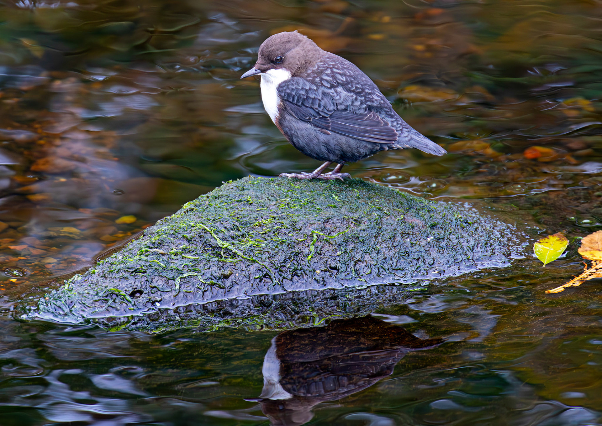 Largs 08 October 2024