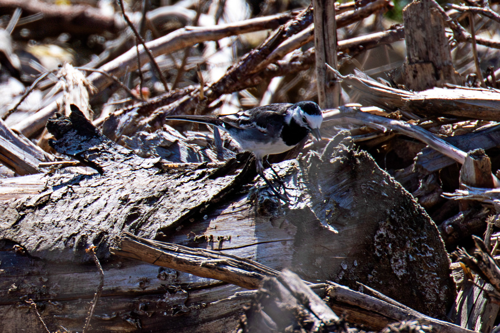 Pied Wagtail - Beacon Hill on the B6368