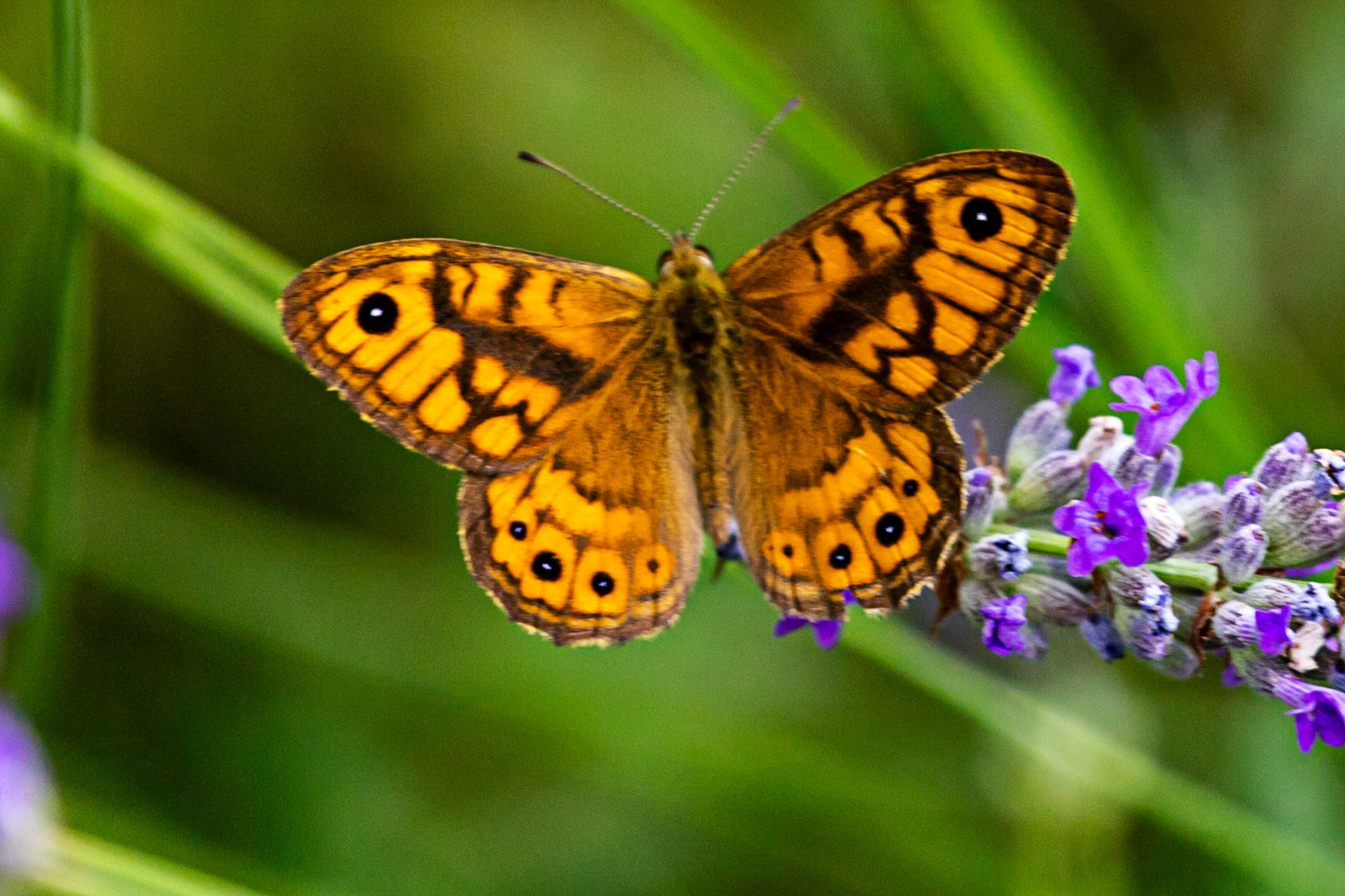 Butterflies in the Medici Fort - Siena 21 June 2024